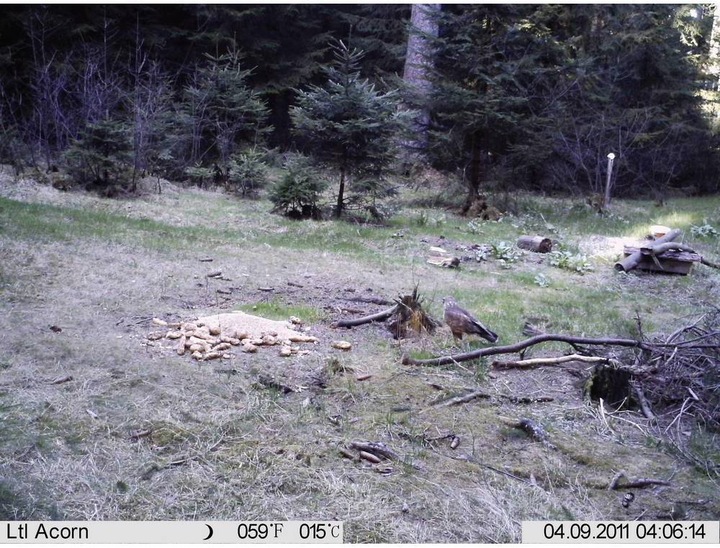 Actual product image Berger & Schröter Game camera