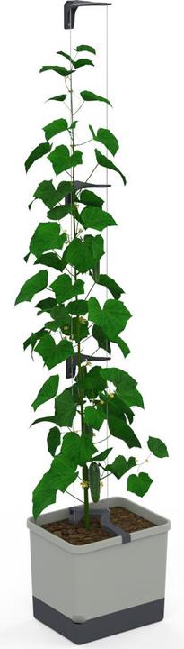 Actual product image Gusta Garden CURT CUCUMBER Gurkentopf Grau (33.50 cm)