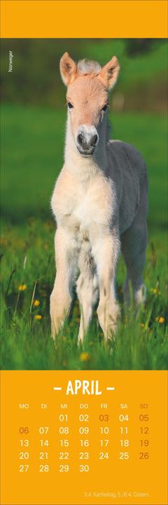 Produktbild Pferde Lesezeichen & Kalender 2026 (6 x 18 cm)