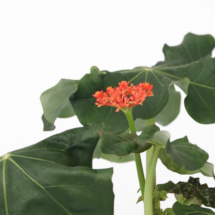 Actual product image Plant in a Box Jatropha Podagrica - Set of 2 Goutweed (25 cm)