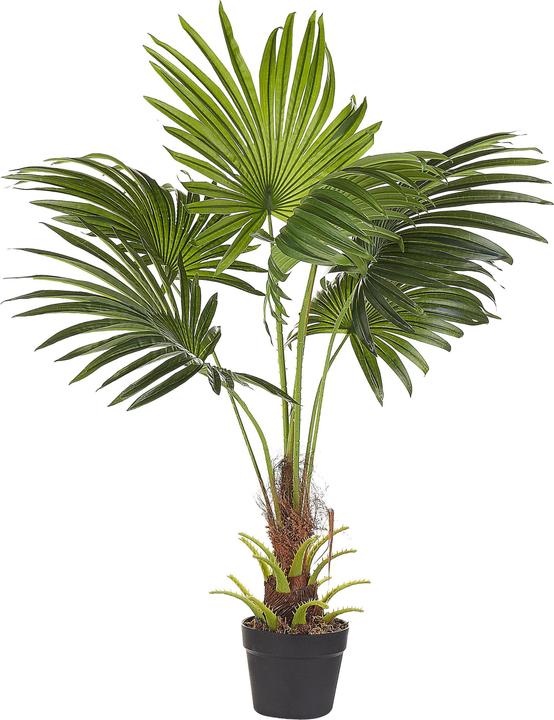 Immagine prodotto Beliani Fan Palm (100 cm)