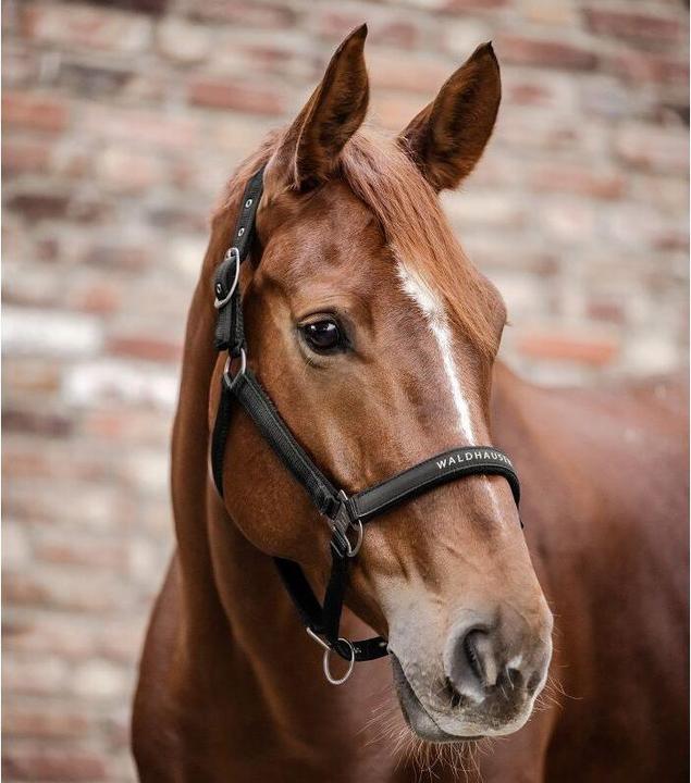 Produktbild Waldhausen Atheltic