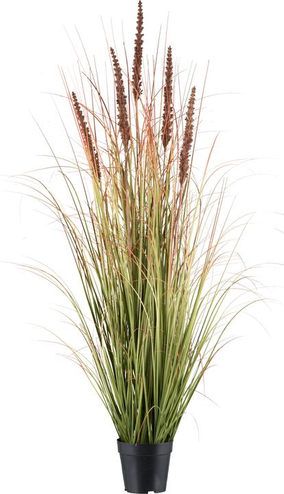 Gasper Grasbusch mit Hirse, Mokka H: 123 cm (123 cm)