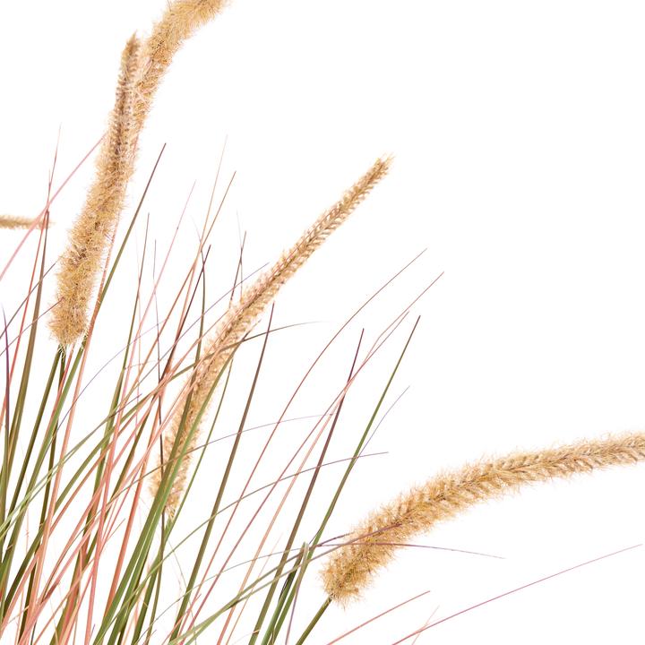 Immagine prodotto Beliani Bristlegrass (120 cm)