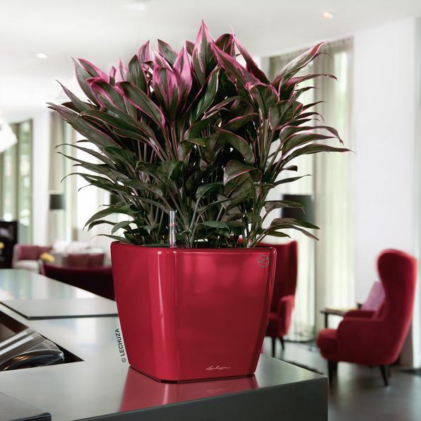 Produktbild Lechuza Quadro LS (35.50 x 35.50 x 32.50 cm)