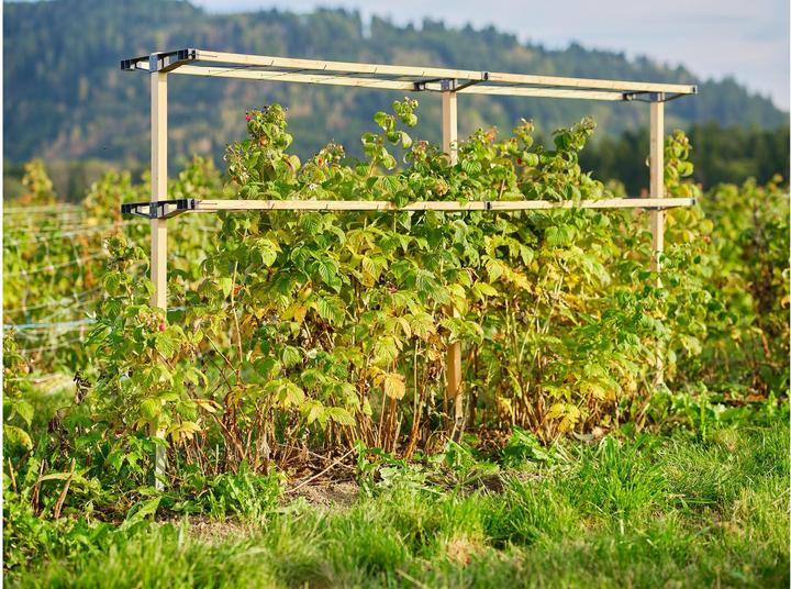 Actual product image Gusta Garden Berry Buddy (120 cm, 34.50 cm)