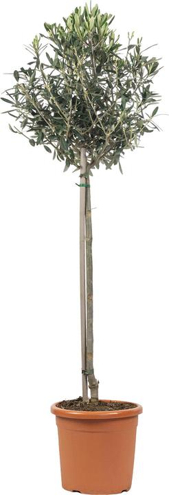 Produktbild Flowerbox Olivenbaum - Olea europaea (110 cm)