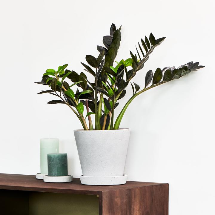 Produktbild Mary and Plants Zamioculcas Raven (60 cm)