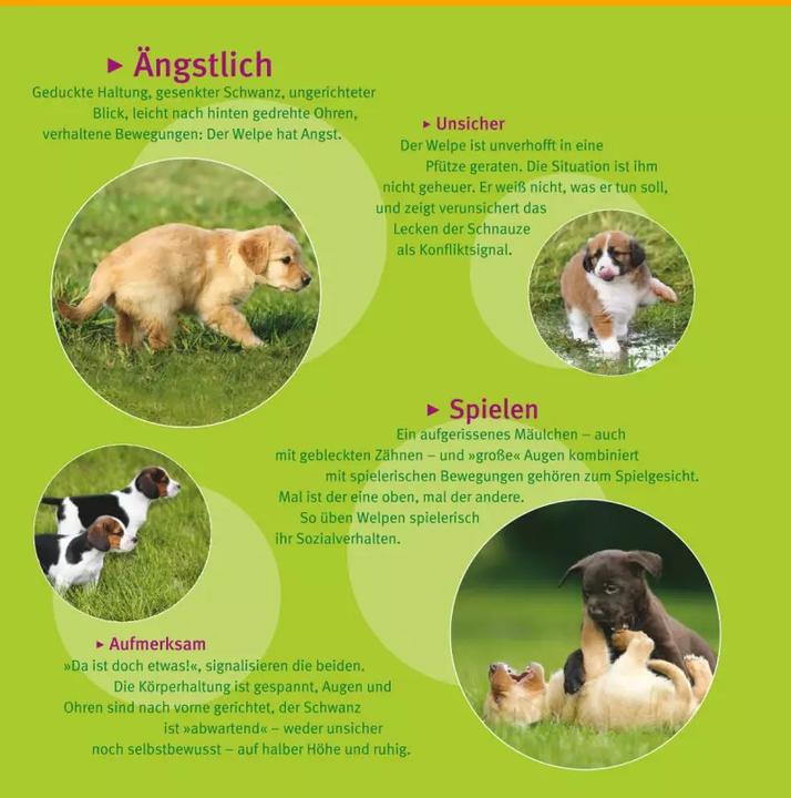 Produktbild Welpen-Erziehung (Deutsch, Katharina Schlegl-Kofler, 2010)