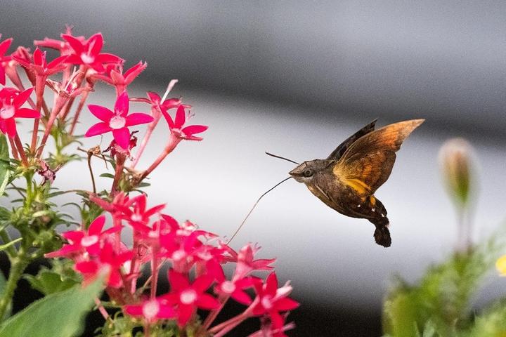 Produktbild Tokina SZ Pro 300mm f/7.1 MF CF Sony E (Sony E, APS-C / DX)