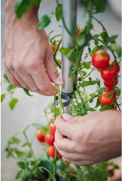 Actual product image Gusta Garden Tomato Buddy Starter (125.10 x 18 x 125.10 cm)