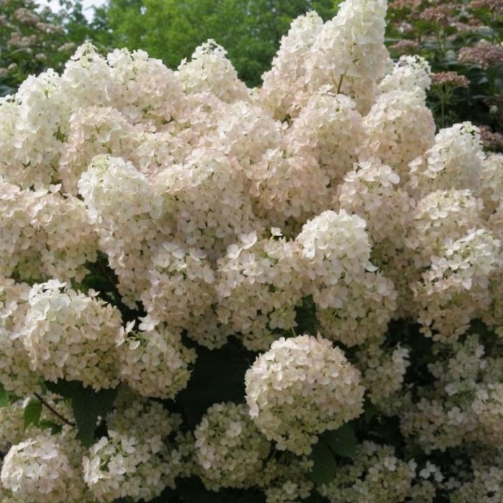 Actual product image Plant in a Box Hydrangea paniculata "Bobo" - Hydrangea (25 cm)