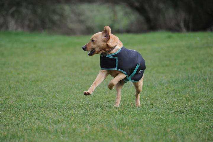 Actual product image Weatherbeeta Green-Tec 900D dog coat medium (25, Dog coat)