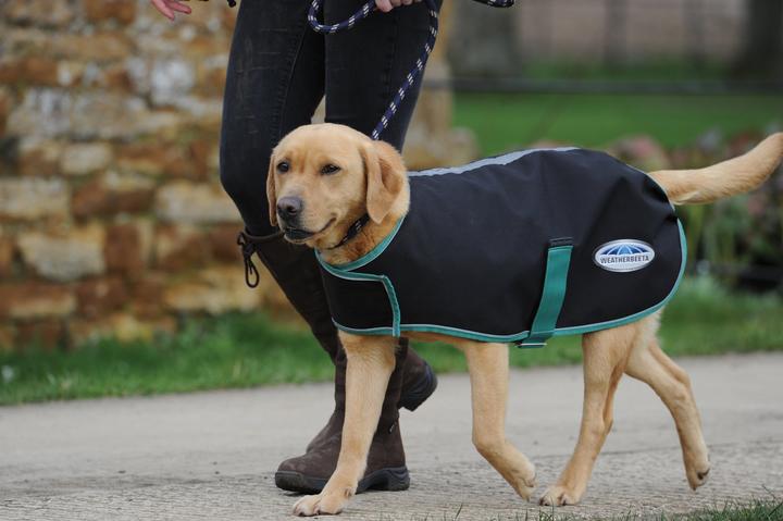 Actual product image Weatherbeeta Green-Tec 900D dog coat medium (25, Dog coat)