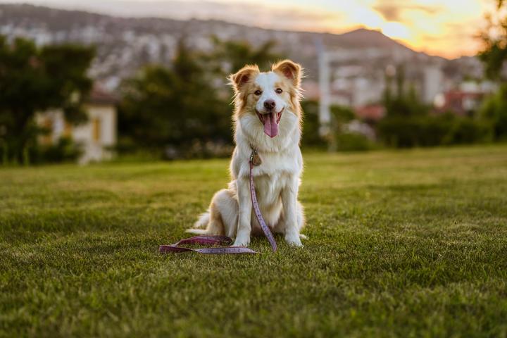 Image du produit Tickless Eco Pet (Chien)