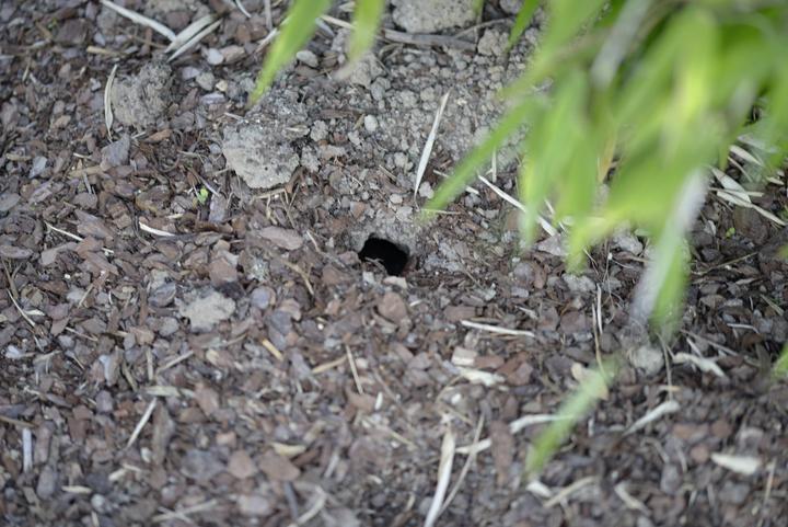 Actual product image Gardigo Vole pincer trap