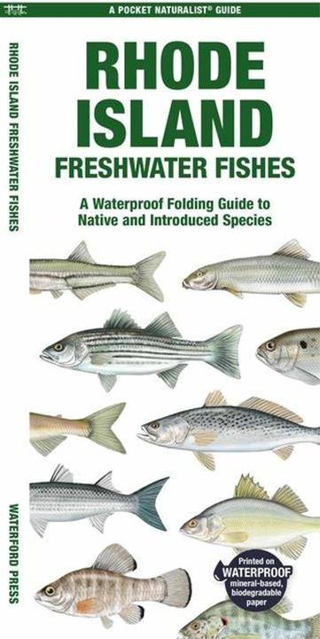 Produktbild Rhode Island Freshwater Fishes (Englisch, Matthew Morris, Leung Raymond Leung Raymond, 2024)