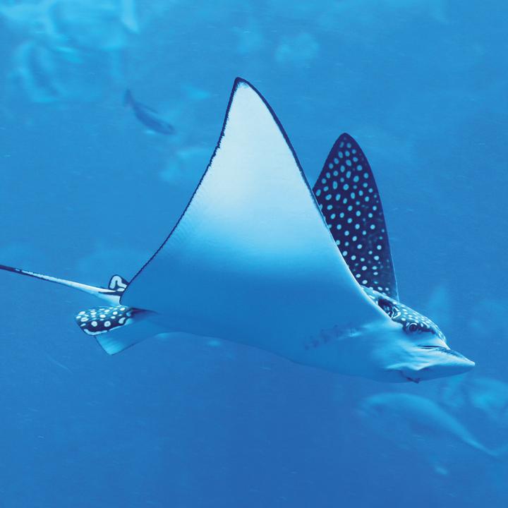 Produktbild Meerestiere 2026 (30 x 30 cm, Harter Einband, Deutsch, Spanisch, Französisch, Tschechisch, Polnisch, Niederländisch, Italienisch, Englisch)