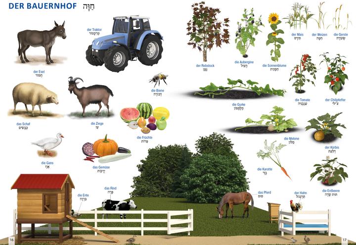 Produktbild Bildwörterbuch für Kinder und Eltern Hebräisch-Deutsch (Deutsch, Igor Jourist, 2018)