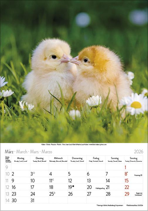 Produktbild Tierkinder 2026 (Harter Einband, Französisch, Englisch)