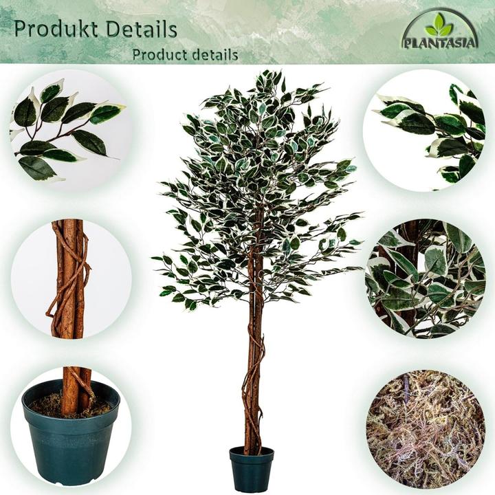 Immagine prodotto Plantasia Ficus Benjamin (190 cm)