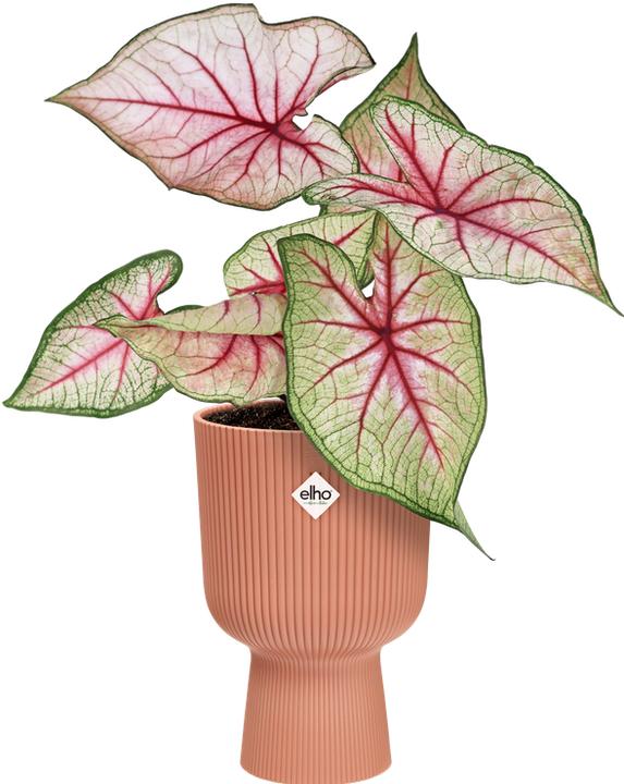 Produktbild Elho Vibes Fold Coupe (14 x 21 cm)