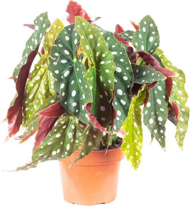 Actual product image Flowerbox Trout begonia - Begonia Maculata 'Wightii' (30 cm)