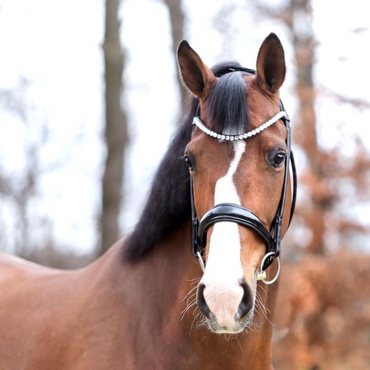 Image du produit Kavalkade Floretta