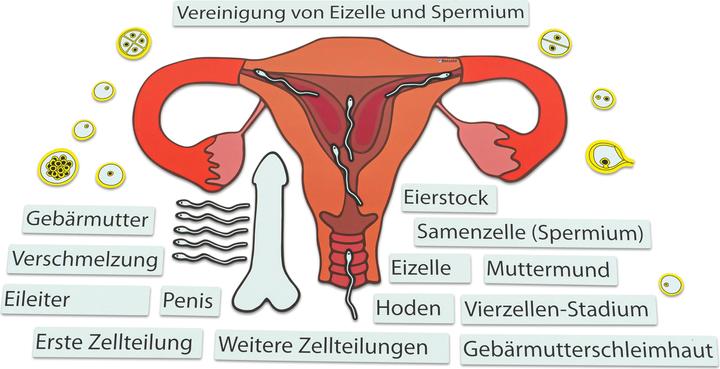Produktbild Betzold Ein Kind entsteht