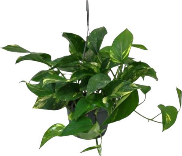 Produktbild Plantlovers Epipremnum Aureum (Goldene Efeutute) (35 cm)