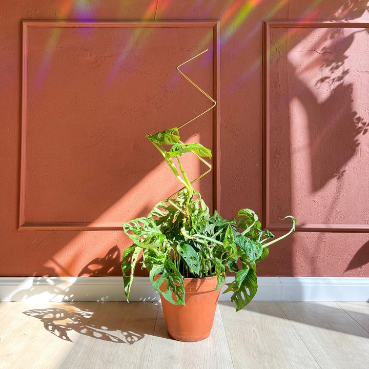 Immagine prodotto Botanopia Rankhilfe