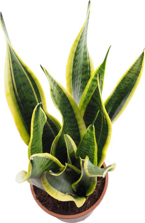 Immagine prodotto Migros Ostschweiz Sanseveria (54 cm)