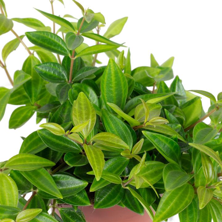 Produktbild Flowerbox Zwergpfeffer Smit- Peperomia (12 cm)