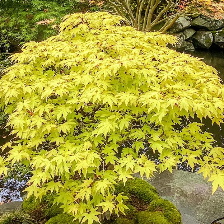 Immagine prodotto Plant in a Box Acer palmatum 'Cascade Gold' - Acero giapponese (80 cm)