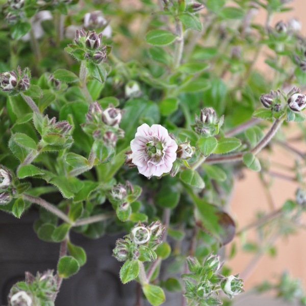 Produktbild Säntispracht 3 er Set, Das polsterbildendes Himalaya-Schleierkraut- Gypsophila cerastoides ,Plena (10 cm)