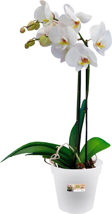 Immagine prodotto Elho Orchidea verde di base (15 cm)