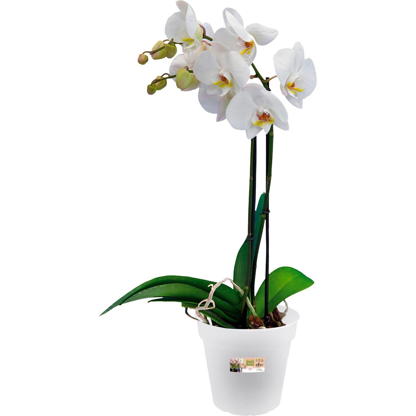 Thumbnail - Elho, Blumentopf, Green Basic Orchidee (15 cm)