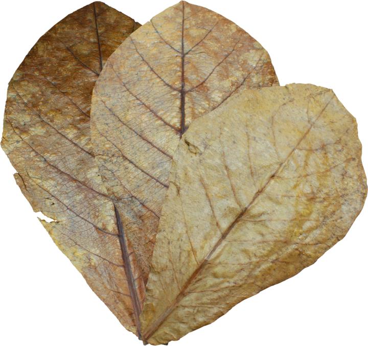 Image du produit Dennerle Feuilles d'AquaRico Catappa (Entretien de l'eau de l'aquarium)