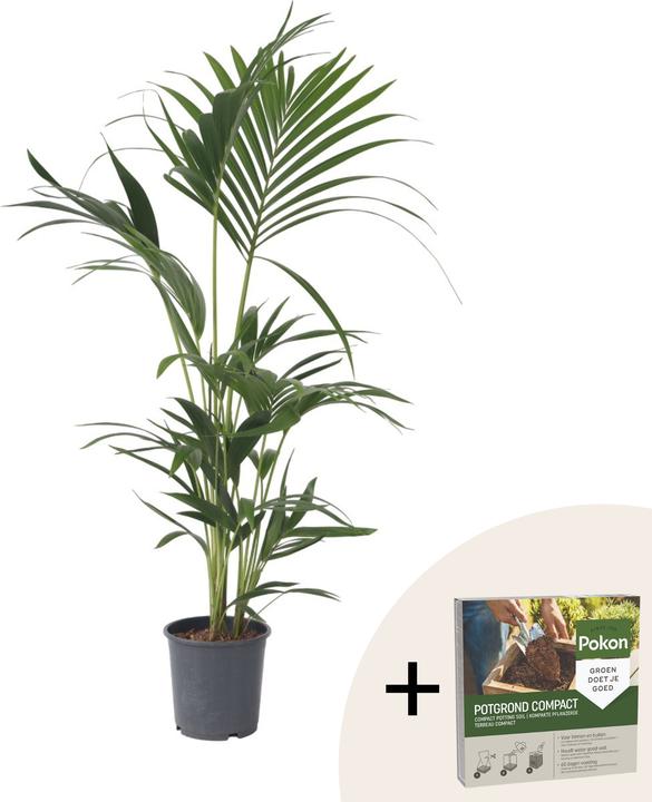 Plant in a Box Howea forsteriana - Kentia Palme (90 cm)
