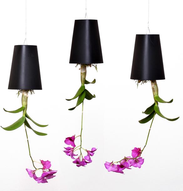 Actual product image boskke Sky Planter Small (9.50 cm)