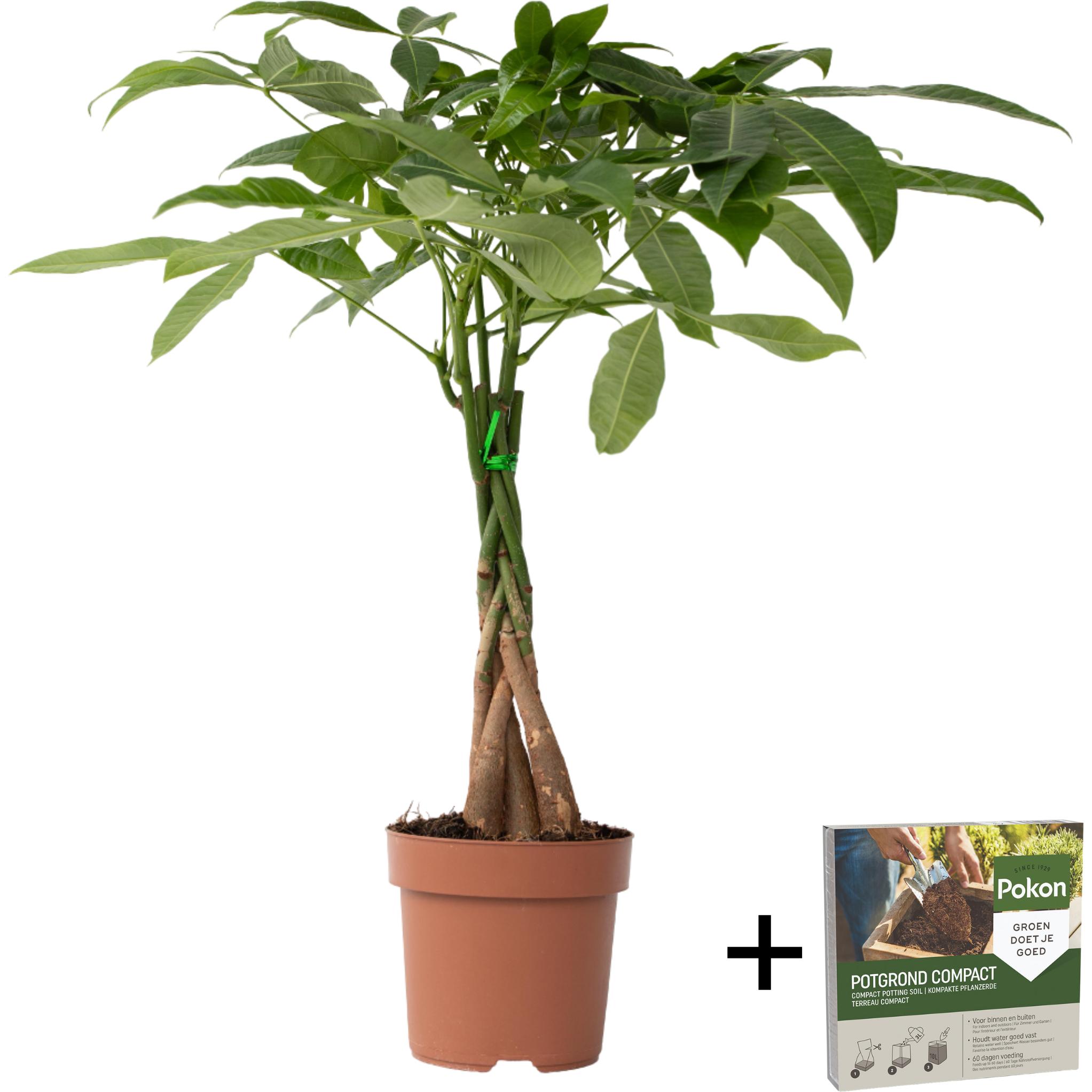 Plant in a Box, Pflanzen, Pachira aquatica - Geldbaum (60 cm)