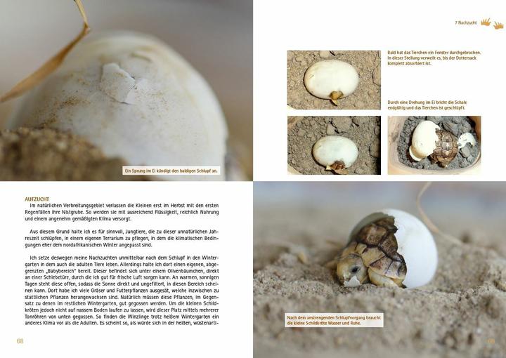 Actual product image Testudo kleinmanni (German, Christine Dworschak, 2018)