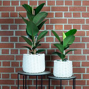 Produktbild Flowerbox Gummibaum - Ficus elastica "Robusta" (90 cm)