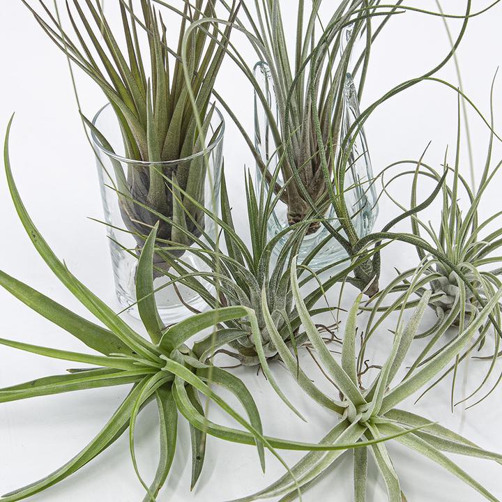 Produktbild Kakteen Gautschi Tillandsia-Set 1 (25 cm)
