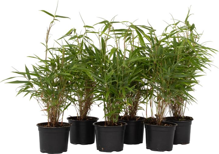 Plant in a Box Fargesia rufa - 6er Set Schirmbambus (25 cm)