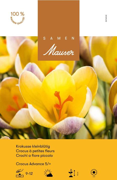 Image du produit Samen Mauser Crocus à petites fleurs Advance (Bulbes de fleurs)