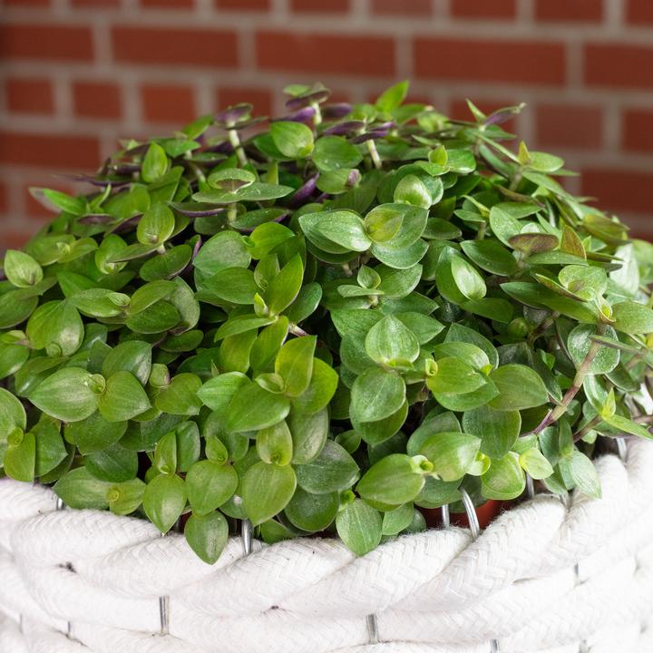 Immagine prodotto Flowerbox Kriechendes Schönpolster - Callisia Turtle "Smit Eden Elegance" (15 cm)