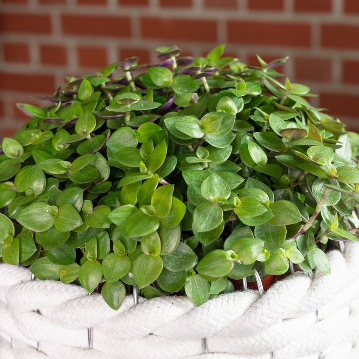 Immagine prodotto Flowerbox Kriechendes Schönpolster - Callisia Turtle "Smit Eden Elegance" (15 cm)