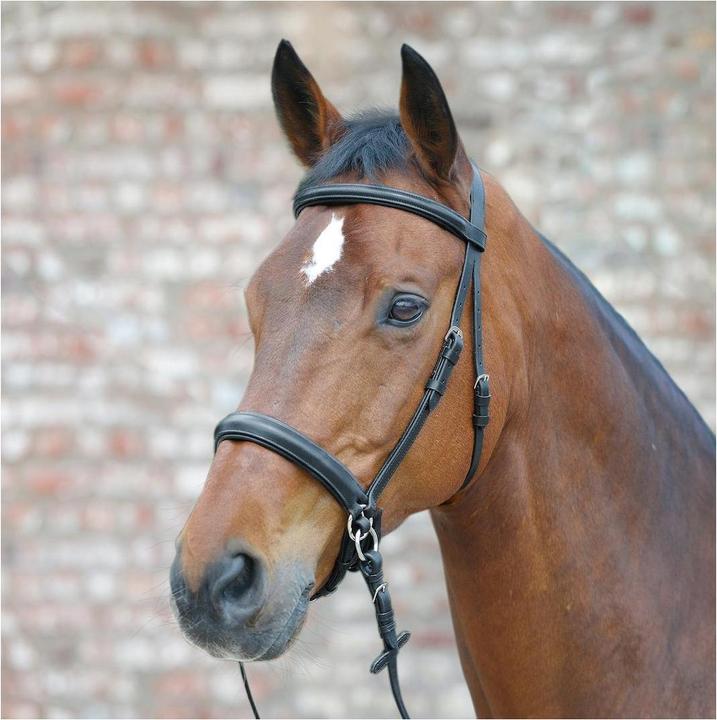 Actual product image Waldhausen Bridle Bitless