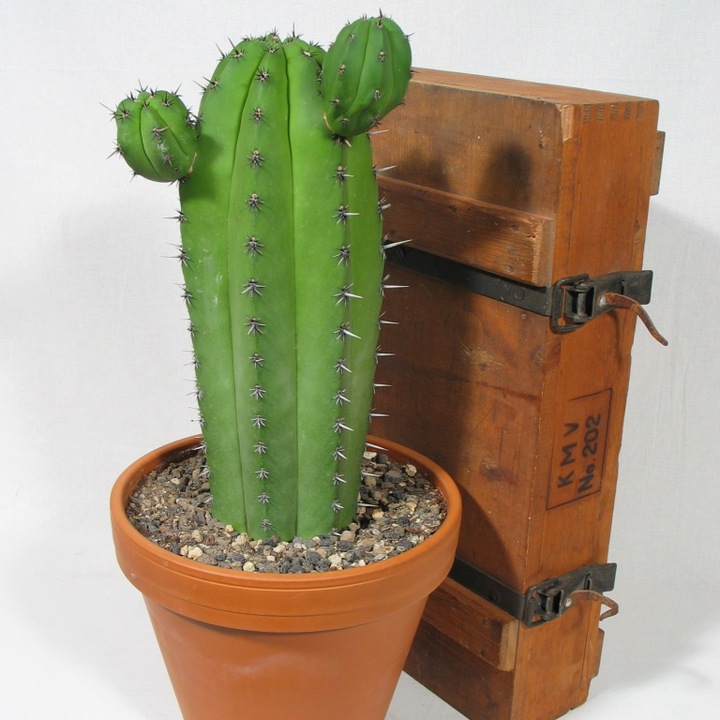 Actual product image Kakteen Gautschi Polaskia chichipe (50 cm)